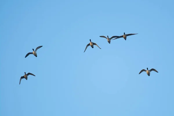 Entenschwärme Wasservögel Fliegen Auf Wanderschaft — Stockfoto