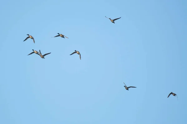 Entenschwärme Wasservögel Fliegen Auf Wanderschaft — Stockfoto