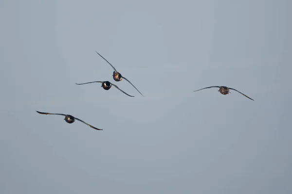Літаюча Міграція Птахів Качки — стокове фото