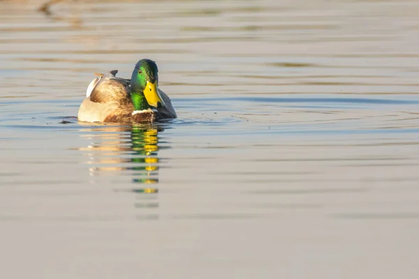 Yaban Ördeği Erkek Drake Yüzüyor — Stok fotoğraf