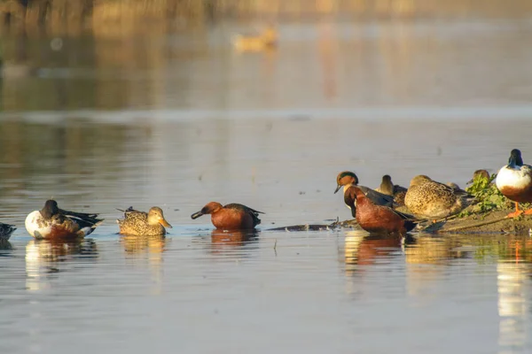 Cinnamon Teal Duck Drakes Male Standing Waters Edge — Stock Photo, Image