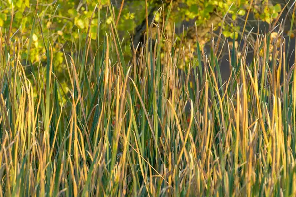 Высокий Камышовый Тростник — стоковое фото