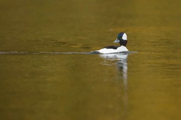 Bufflehead Duck Male Drake Swimming Water — Stock Photo, Image