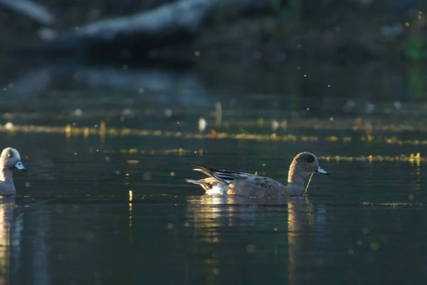 American Wigeon Duck Swimming Water — Stock Photo, Image