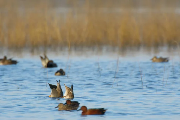 野生湿地中的大群涉猎和涉水的鸭子 — 图库照片