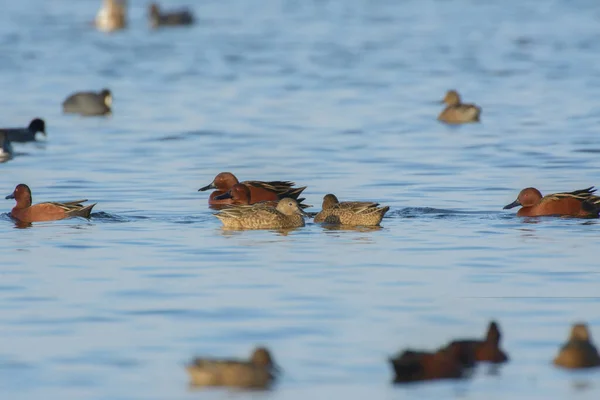 Küçük Bir Tarçınlı Ördek Sürüsü Etrafta Yüzerek Besleniyor — Stok fotoğraf
