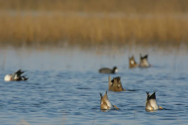 野生湿地中的大群涉猎和涉水的鸭子 — 图库照片