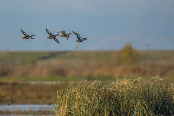 stock image Small flock of wild ducks in motion of flight above ground and water of wetland in sunlight 