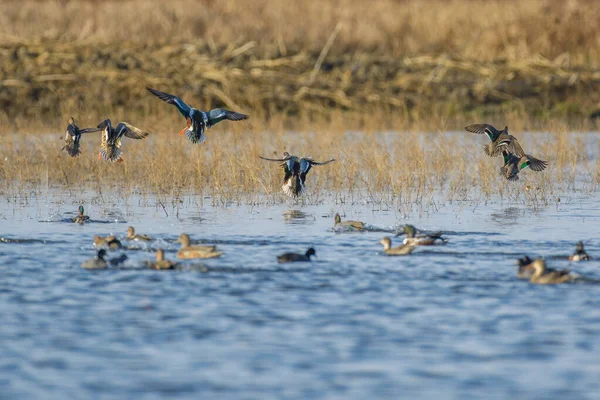 湿地池塘水面上飞行的各种鸭的景观 — 图库照片