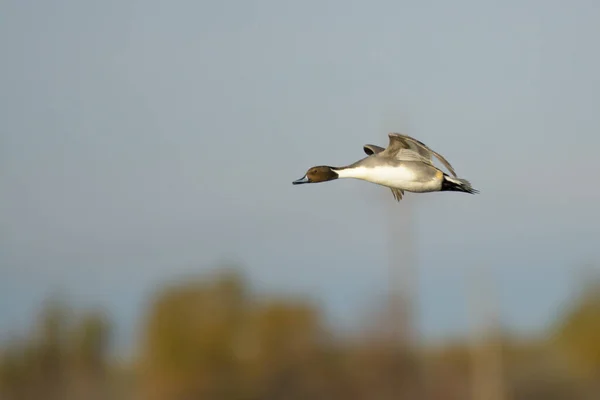 Pato Pintail Norte Voando Rápido — Fotografia de Stock