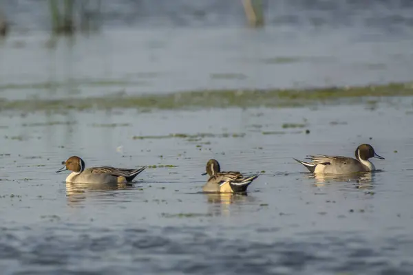 很少有平静的小鸭在阳光下漂浮在湿地池塘的水面上 — 图库照片
