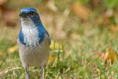 Kaliforniya 'nın güzel çalıkuşu Jay' in yakın plan fotoğrafı. Çimenliğin bulanık arka planında taze çimlerde oturuyor.