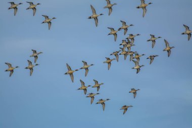 Açık mavi gökyüzünün arka planında süzülen bir grup vahşi ördek görüntüsünden