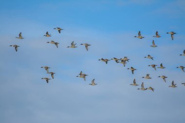 Mavi gökyüzü ve ince bulutlar üzerinde birlikte uçan bir grup vahşi ördek.