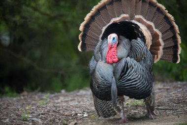 Vahşi erkek hindi dişiler için kasıla kasıla yürür