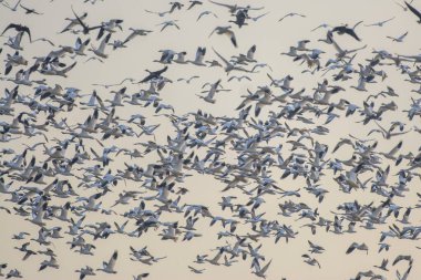 Açık gri gökyüzünün arka planında uçan büyük bir kuş sürüsü.