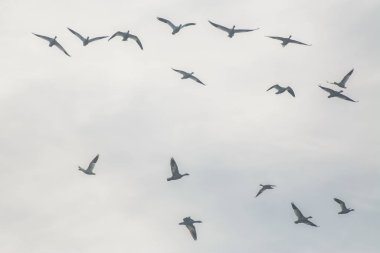 Kanat çırpan ve bulutlu gökyüzünün arka planında uçan vahşi kuşların görüntüsünden