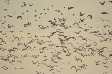 Göç halindeki büyük kar kazları sürüsü