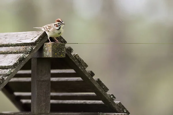Neugierige Köpfe Drehten Lerchensporn Singvogel Auf Futterdach Chondestes Grammacus — Stockfoto
