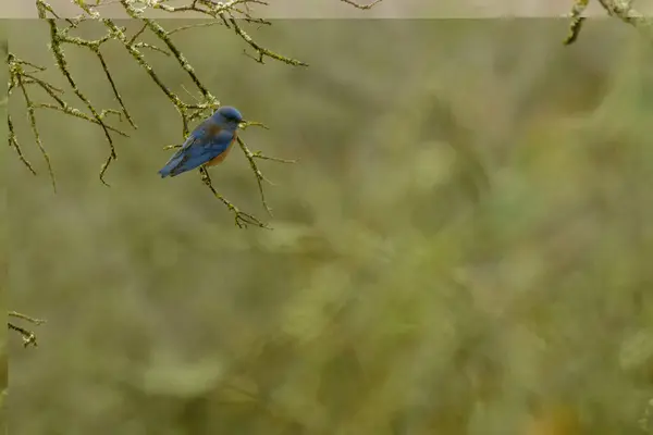 Petit Oiseau Bleu Assis Sur Des Brindilles Arbre Sur Fond — Photo