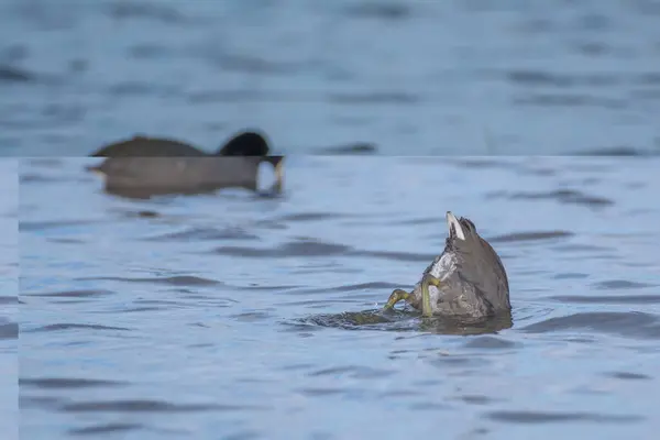 Красивая Утка Погружается Воду Спокойного Озера Время Плавания — стоковое фото