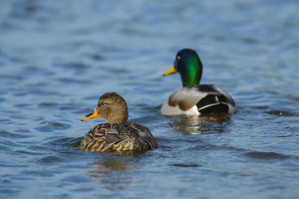 Ein Stockenten Männchen Und Ein Stockenten Weibchen Schwimmen Beim Rückblick — Stockfoto