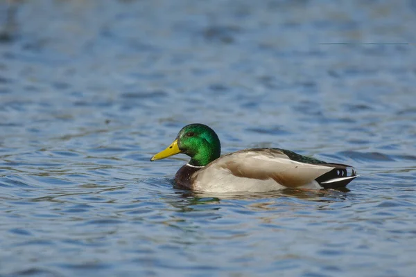 Drack Mallard Duck Swimming Water — Stock Photo, Image