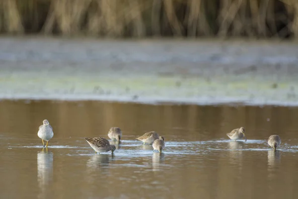 Rebanho Pássaros Bonitos Lago Água Potável Juntos — Fotografia de Stock