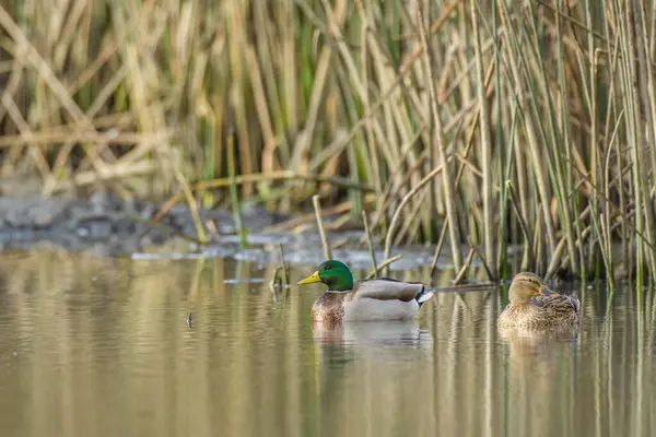 Männliche Und Weibliche Stockenten Schwimmen Auf Der Oberfläche Des Sees — Stockfoto