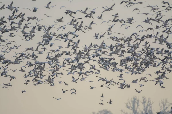 Grande Rebanho Pássaros Voando Fundo Céu Cinza Enquanto Migra — Fotografia de Stock