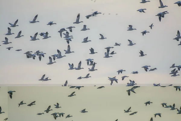 Bandada Aves Migratorias Que Elevan Juntas Sobre Fondo Cielo Gris — Foto de Stock
