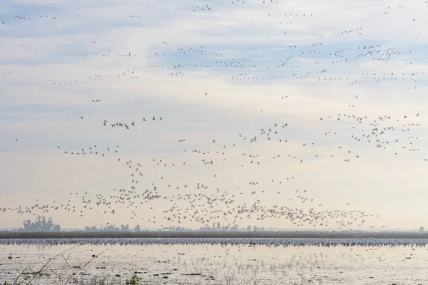 Великолепный Вид Стаю Перелетных Птиц Пролетающих Над Поверхностью Спокойного Озера — стоковое фото