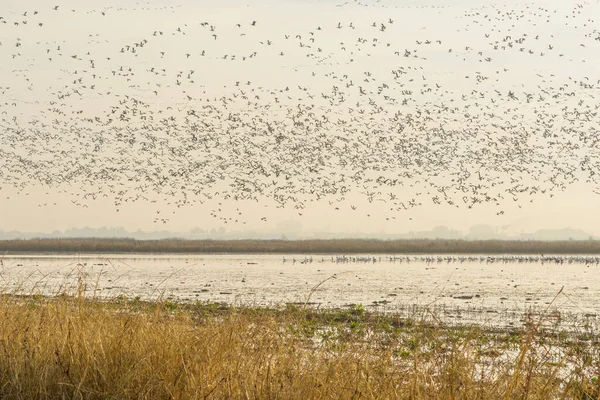 Rebanho Pássaros Voando Distância Sobre Água Lago Costa Dia Cinza — Fotografia de Stock