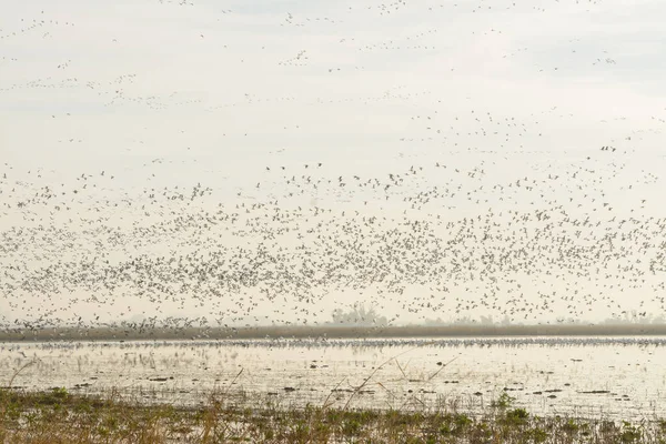 Rebanho Enorme Pássaros Voando Distância Sobre Superfície Lago Dia Maçante — Fotografia de Stock