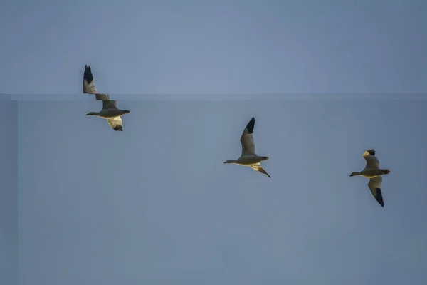 Debajo Disparó Tres Pájaros Salvajes Que Volaban Fondo Del Cielo — Foto de Stock
