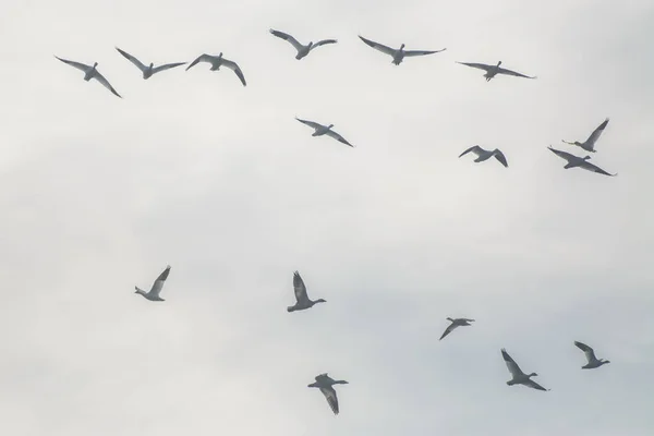 从下面拍摄的野鸟展开翅膀 在乌云密布的天空中飞翔 — 图库照片