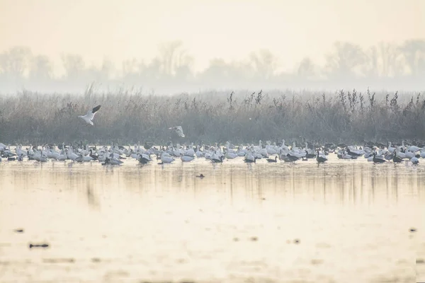 Enorme Rebanho Aves Selvagens Água Lago Perto Costa Dia Cinzento — Fotografia de Stock