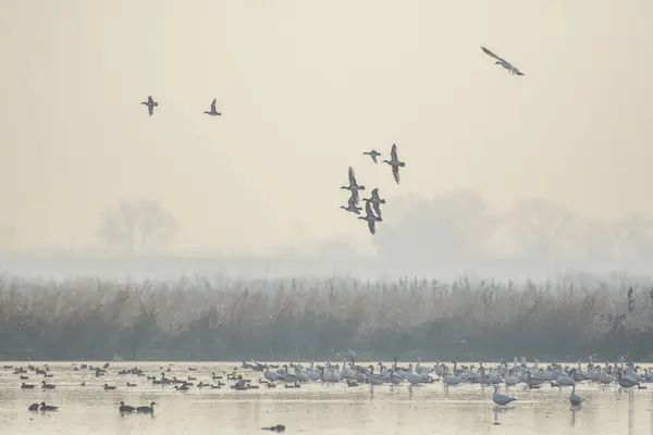 stock image View of flying white geese swimming and flying above lake in mist