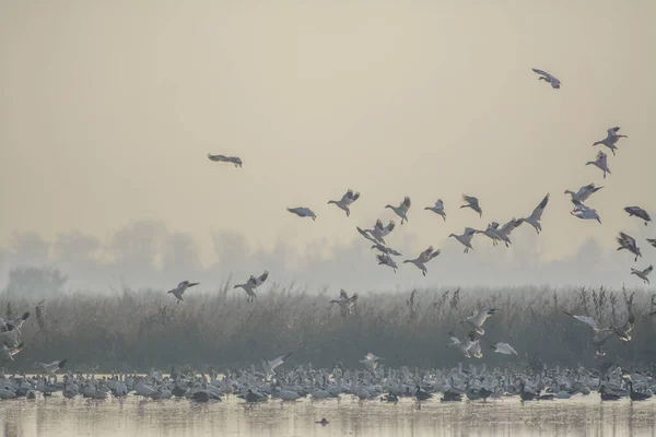 stock image View of plenty of white wild geese flying above surface of lake in countryside