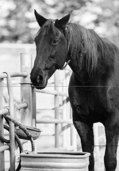 Cavallo Che Beve Acqua Dalla Fossa Dell Acqua — Foto Stock