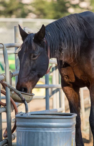 Άλογο Που Τρώει Από Τροφοδότη Καρφίτσα Σταθερή — Φωτογραφία Αρχείου
