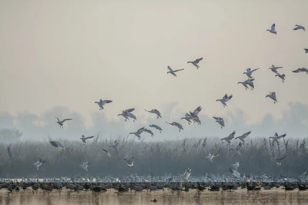 Many White Geese Motion Flight While Dwelling Lake Countryside — Stock Photo, Image
