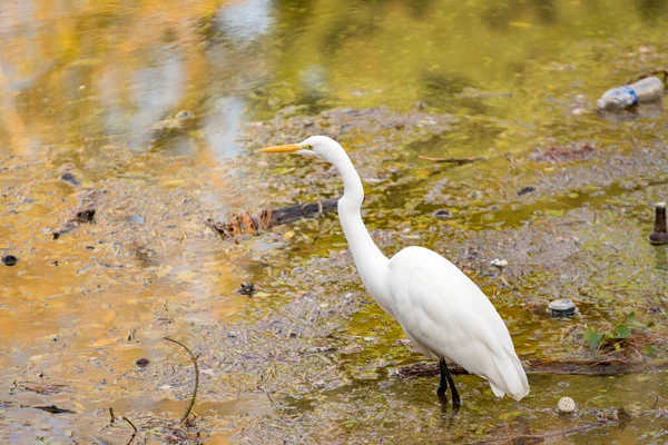 snowy egret wading in water filled with trash.