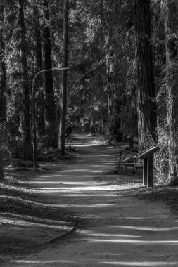 Kızılağaç ormanına giden yol