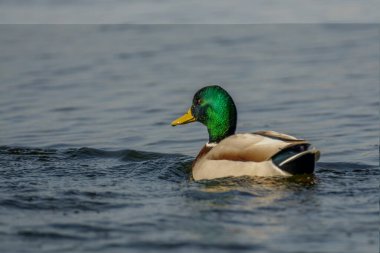 Yeşil başlı, parlak gagalı ve gölün berrak sularında yüzen renkli erkek ördek manzarası