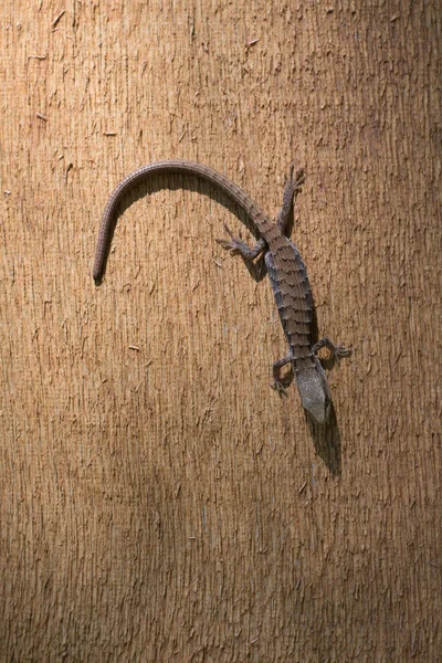 Jaszczurka Aligatora Wisząca Ścianie — Zdjęcie stockowe