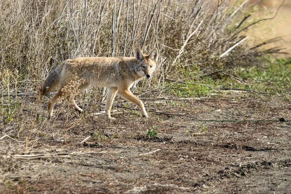 stock image Coyote walking through tall grass