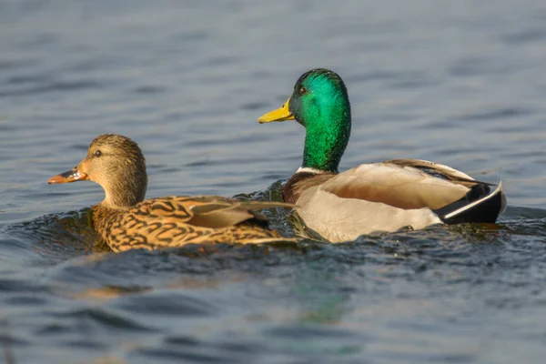 五颜六色的水鸭和棕鸭在清澈的水中共游的景象 — 图库照片