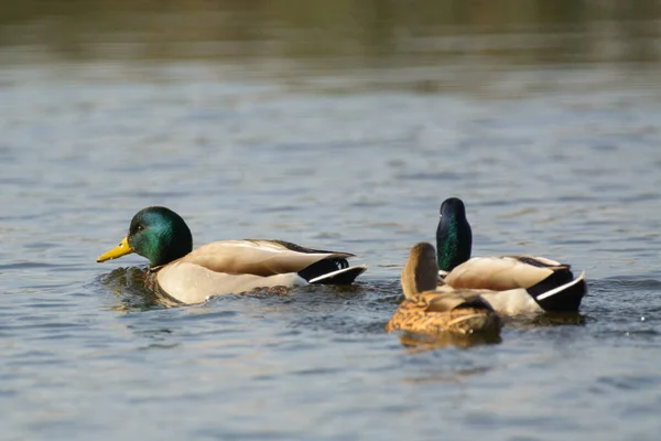 野鸭公鸭在水面上游泳 — 图库照片