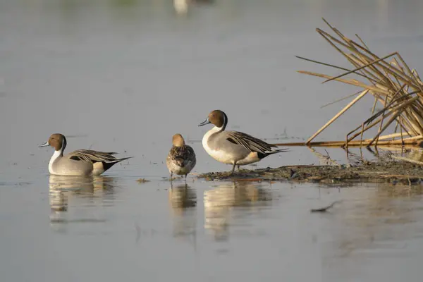 Güzel Ördekler Gri Basit Ördekler Yaz Güneşinde Gölette — Stok fotoğraf